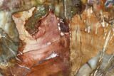 Wide, Polished Petrified Wood Section - Madagascar #105276-2